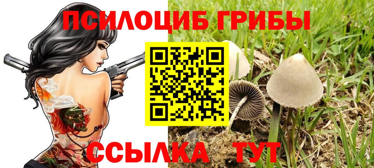 Псилоцибиновые грибы Psilocybe  Вход с VPN  Юрга 